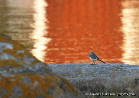 Wagtail Motacilla alba  Smaland Sweden 