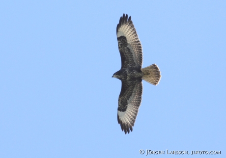 Common buzzard