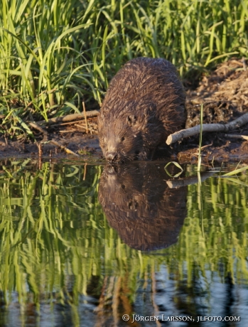 Bäver Castoridae   Gnesta