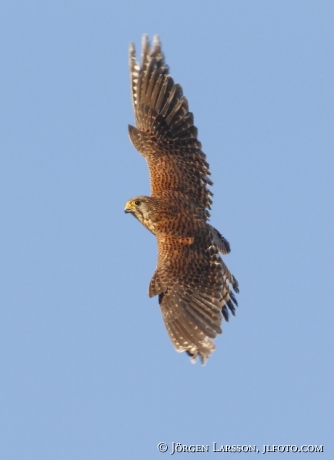 common kestrel Falco tinnunculus Nykoping Sweden