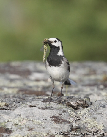 Wagtail Motacilla alba