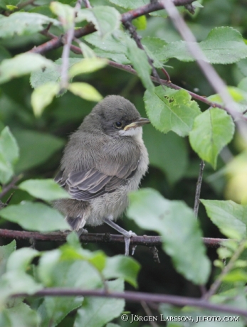 Wagtail Motacilla alba