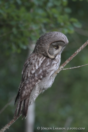 Great Grey Owl Strix nebulosa Sodermanland Sweden