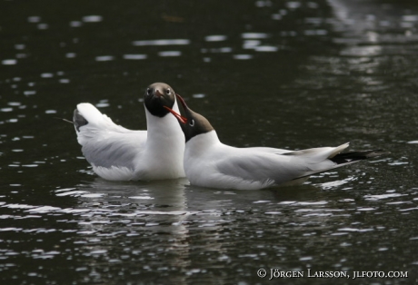 Black-headed gull