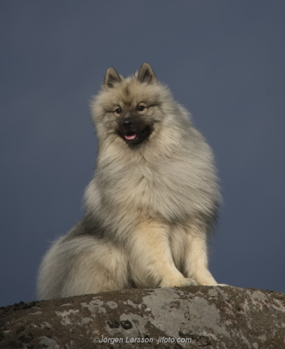 keeshond   Småland Sweden  Hund  Dog