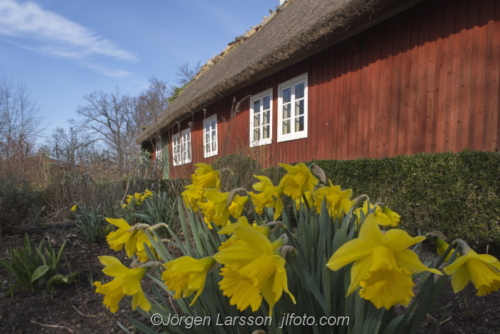 Skansen Påskliljor Daffodil  Stockholm Sweden