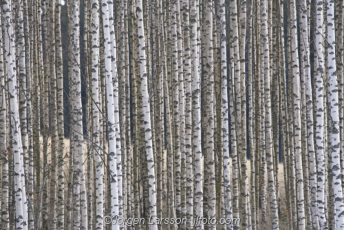 Birchforrest  Björkstammar  Gnesta Södermanland Sweden