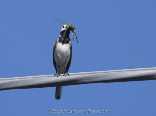 Wagtail with catch   Smaland Sweden