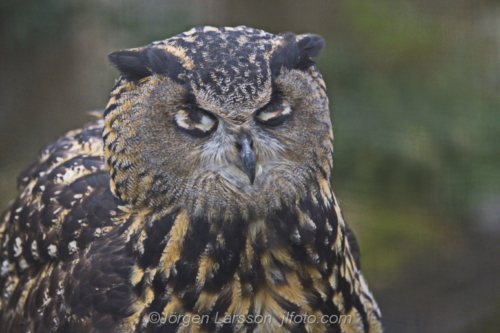 Eagle owl with closed eyes   Skansen Stockholm