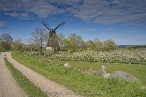 Spring in Skåne Skane Kivik  windmill Sweden