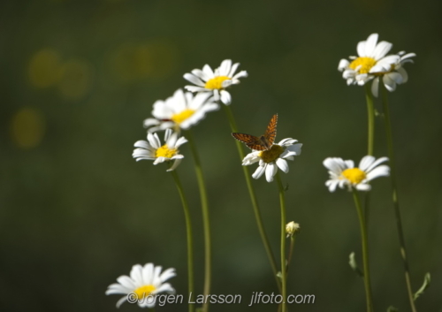 Prästkrakar Daisies Butterfly Fjäril