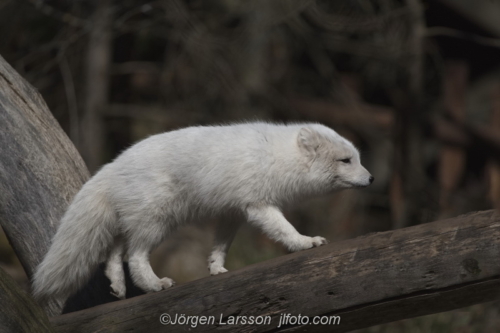 Arctic fox Fjällräv 