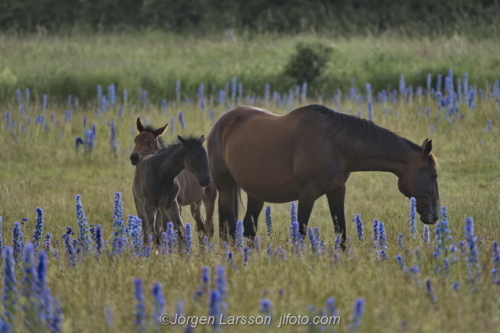  Hästar Gotland Horses  föl foal 