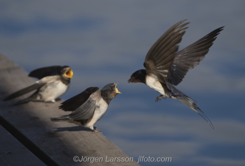 Ladusvala Barn swallow Bird Fåglar Småland Sweden