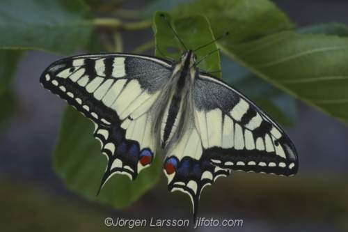 Makaonfjäril Swallowtail  butterfly