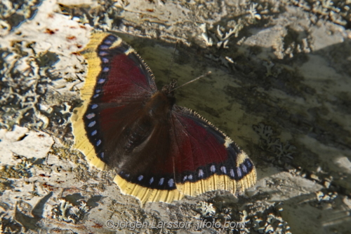 Sorgmantel Butterfly Småland Sweden