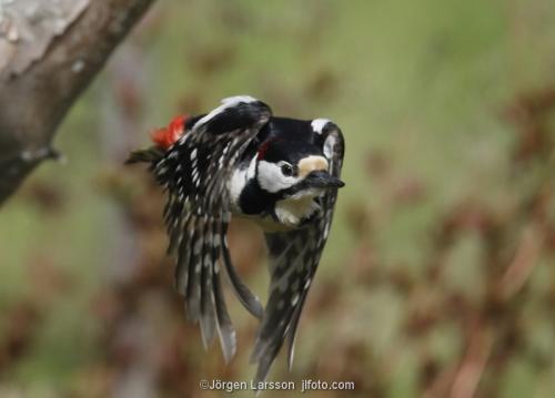 Great Spotted Woodpecker  Stockholm Sweden