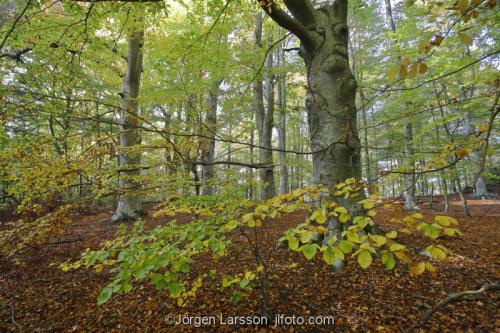 Morko Sodermanland Sweden  beerch trees 