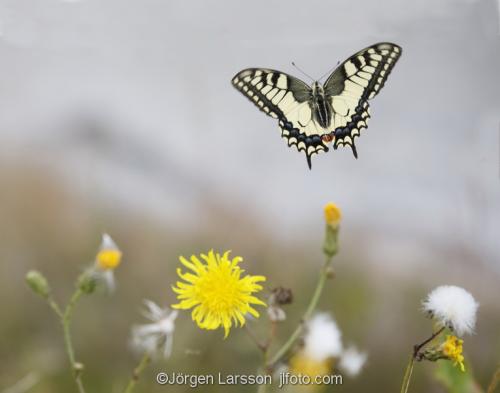 Makaonfjäril Papilio machaon Nävelsö  Småland Sverige fjärilar