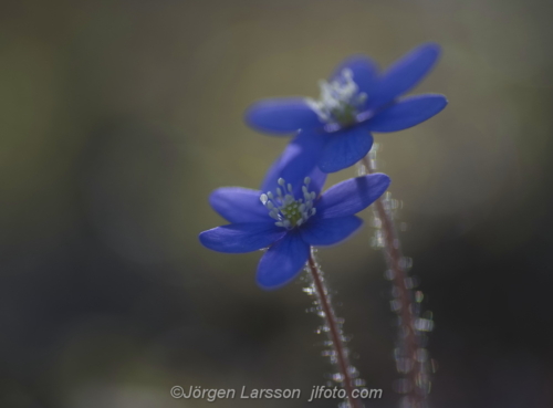 Blue-anemone Stockholm Sweden