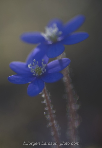 Blue-anemone Stockholm Sweden