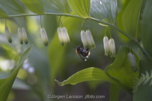 Bumblebee on flower, Humla