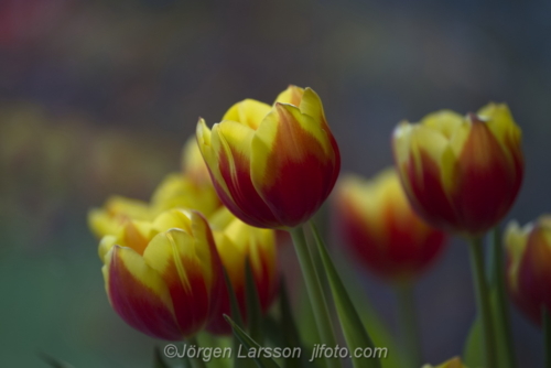 Tulips, Tulpaner