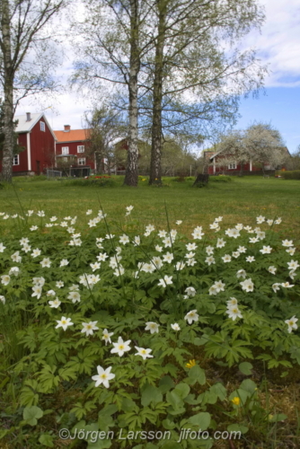 Lunds by Småland Sweden  tipical swedish village wood anemone Anemone nemorosa