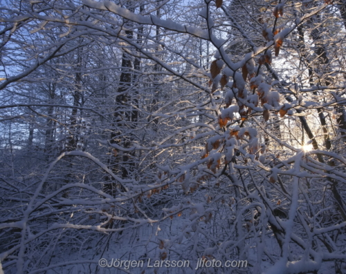 Forrest in winter Mörkö Södermanland Sweden