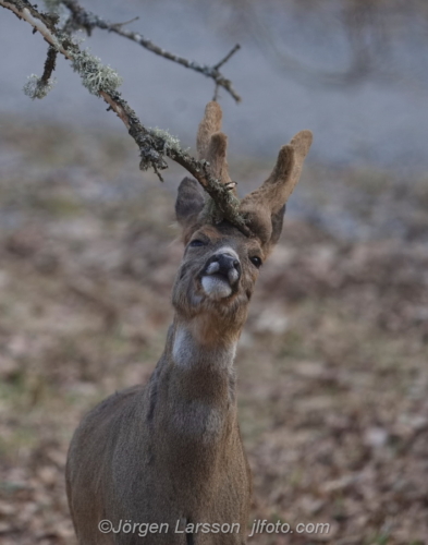 Rådjur Råboch Roebuck Botkyrka Södermanland Sweden