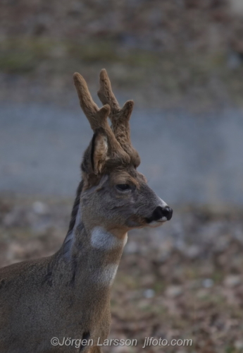 Rådjur Råboch Roebuck Botkyrka Södermanland Sweden