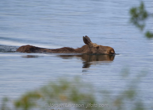 Swimming Moose Simmande älg Verkebäcksviken Småland Sweden