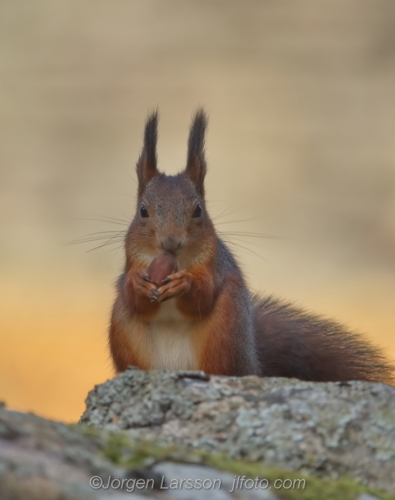 Ekoerre Squirrel  Stockholm Sweden Sverige