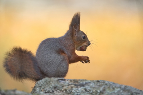 Ekoerre Squirrel  Stockholm Sweden Sverige