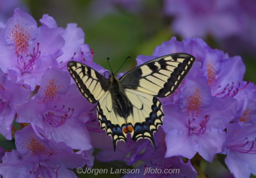 Makaonfjäril  Papilio machaon  Småland