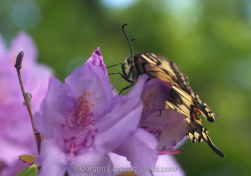 Makaonfjäril  Papilio machaon  Småland