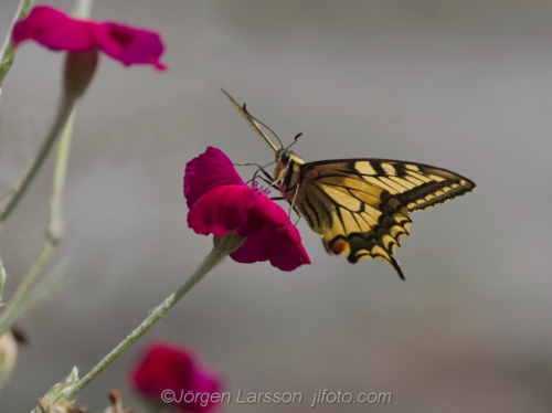 Makaonfjäril  Papilio machaon  Småland