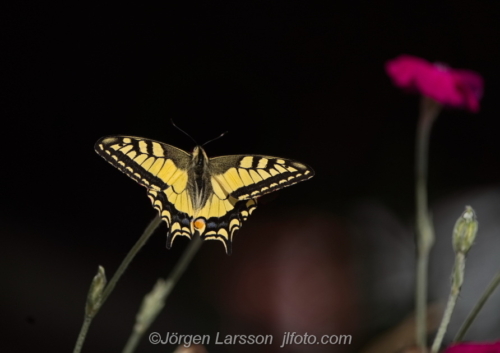 Makaonfjäril  Papilio machaon  Småland