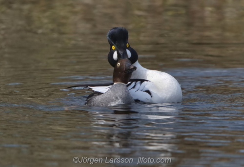 Knipa  Golden eye,   Småland Sweden Sverige