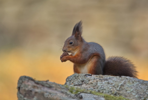 Ekoerre Squirrel  Stockholm Sweden Sverige