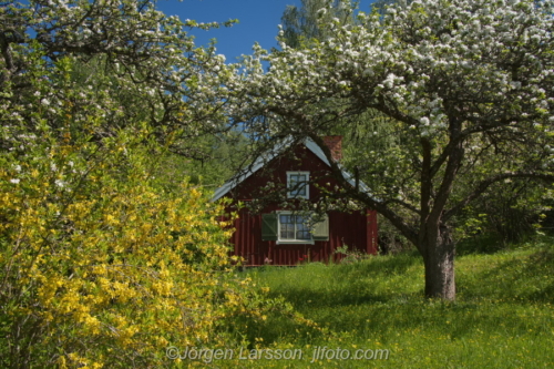 Cottage Stuga vår spring Botkyrka Södermanland Sweden Sverige