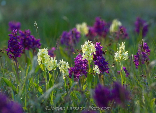 Adam och Eva  Dactylorhiza Flowers Blommor Sverige Sweden