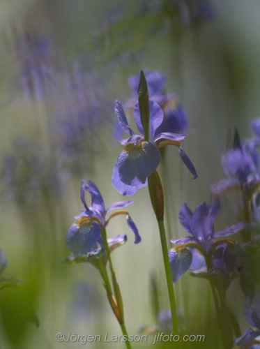 Flowers Iris Irsis, sword lily Blommor Sverige Sweden