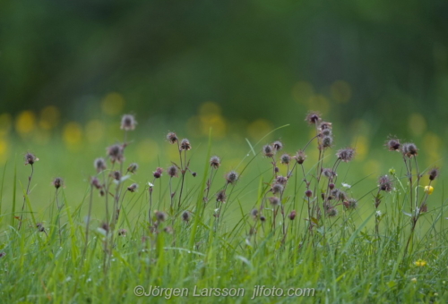 Humleblomster Water-AvensFlowers Blommor Sverige Sweden