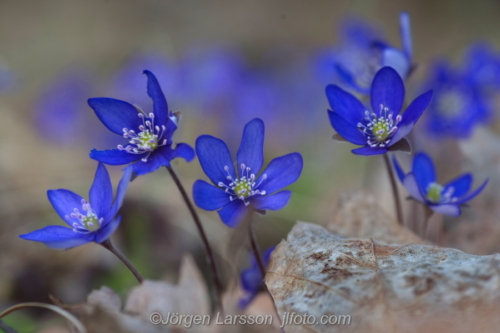 Flowers Blommor Blåsippor, Hepatica