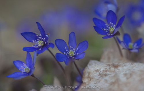 Flowers Blommor Blåsippor, Hepatica