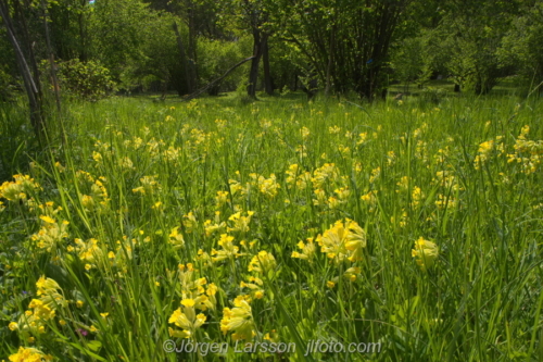 Gullvivor  Cowslip Flowers Blommor Grödinge Sverige Sweden