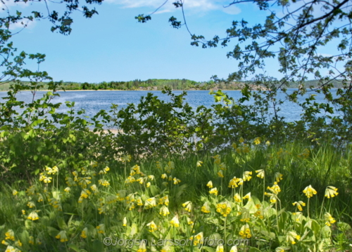 Gullvivor  Cowslip Flowers Blommor Grödinge Sverige Sweden