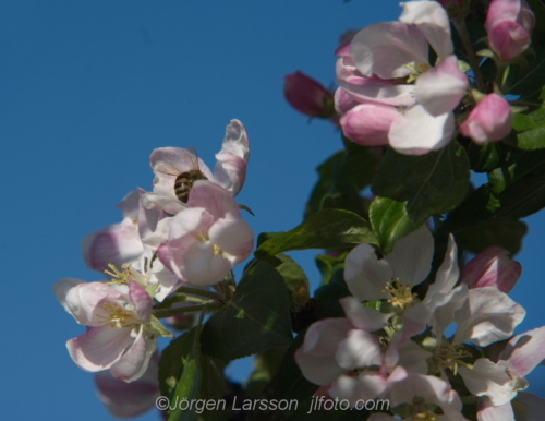 Blommande äppelträd Appeltree. bloom  Bee  Bi