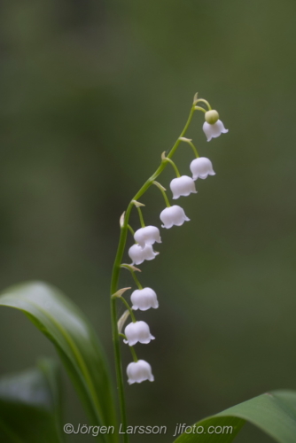 Liljekonvalj Lily of the Valley Stockholm Sweden